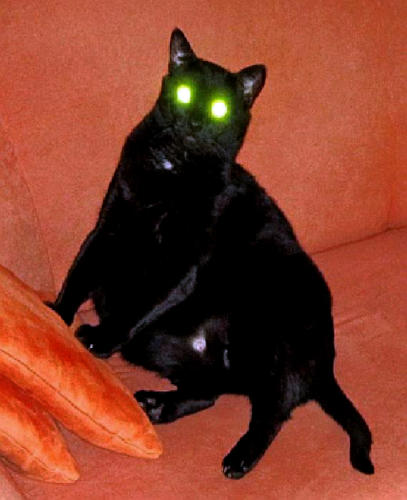 Kater Blacky auf der Couch mit Alien-Augen