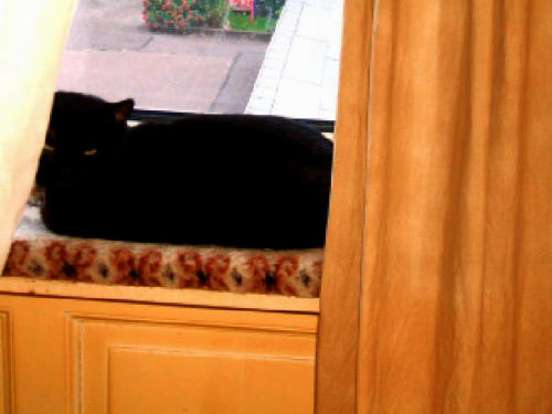 Kater Blacky auf der Fensterbank